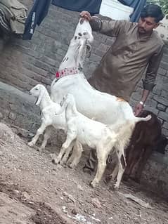 Rajan por bakri Sath 2 Bachy 0