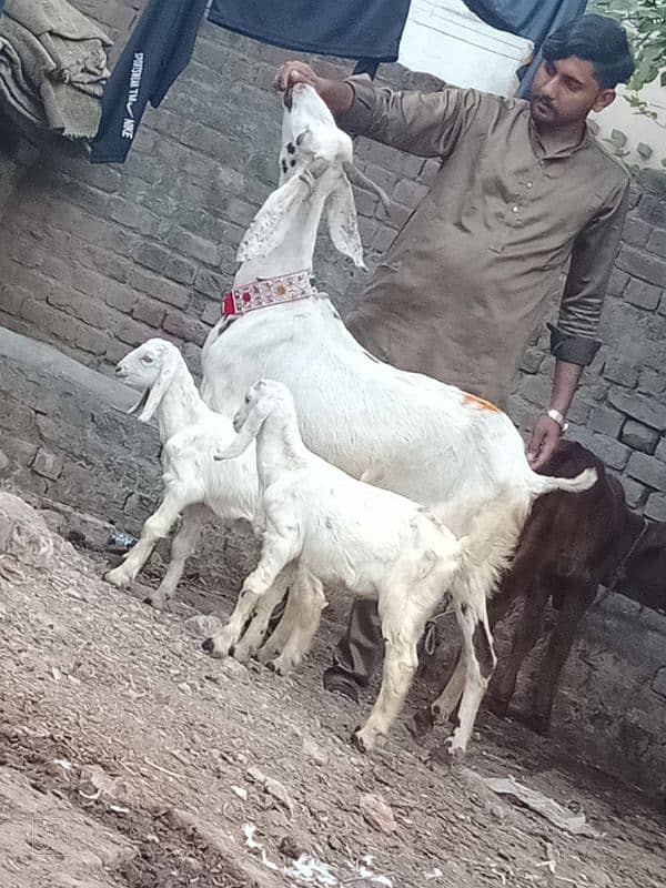 Rajan por bakri Sath 2 Bachy 1