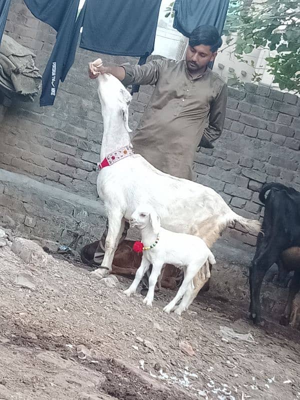 Rajan por bakri Sath 2 Bachy 2