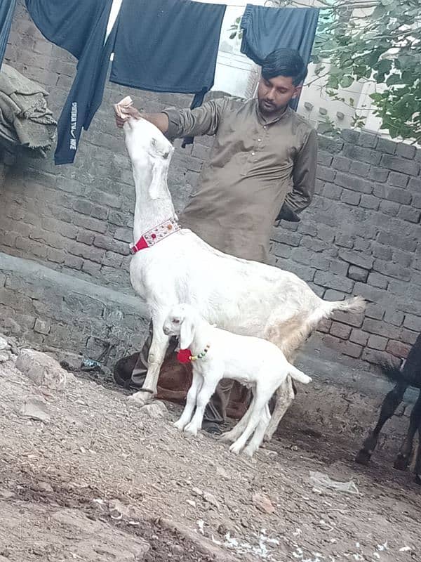 Rajan por bakri Sath 2 Bachy 3