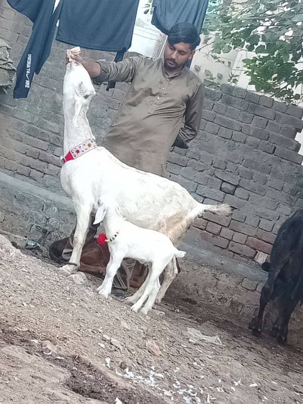 Rajan por bakri Sath 2 Bachy 4