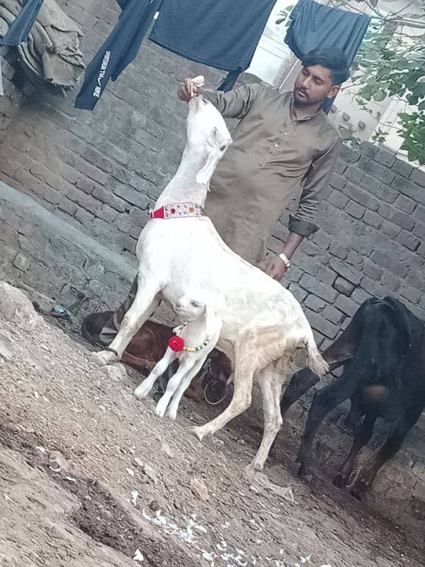 Rajan por bakri Sath 2 Bachy 5