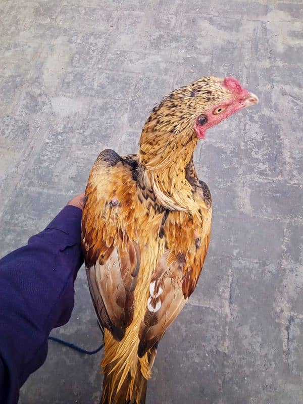 Aseel hen Demand RS 8000 Whatsapp no 03074316471 (URGENT SALE) 4