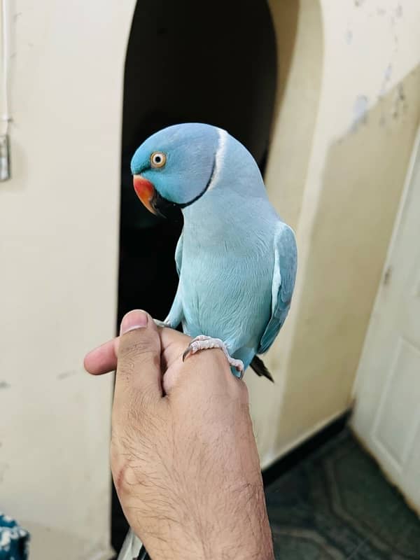 Blue ringneck 1