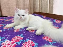 persian female cat in sargodha for sale