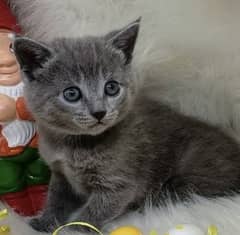 The Chartreux is a calm, loyal cat with a beautiful gray coat.