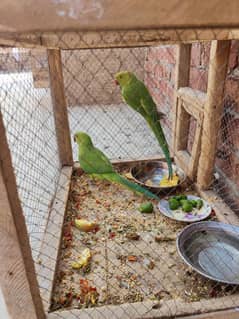 green parrot