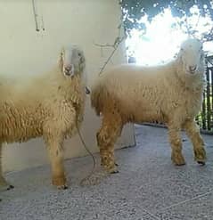 pair of males mundrey for qurbani