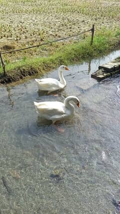 Big duck pair for sale very low price  03079062245 0