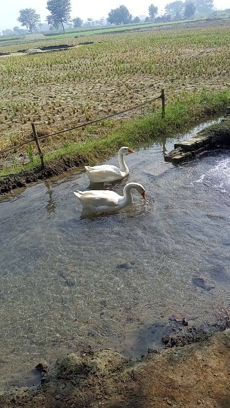 Big duck pair for sale very low price  03079062245 2