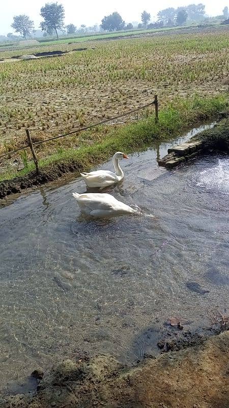 Big duck pair for sale very low price  03079062245 3