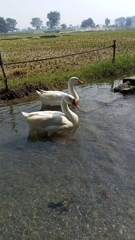 Big duck pair for sale very low price  03079062245 5