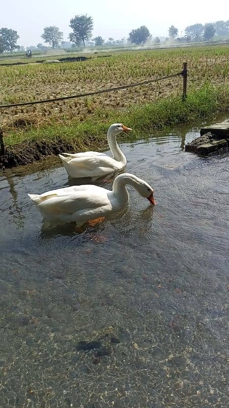 Big duck pair for sale very low price  03079062245 6