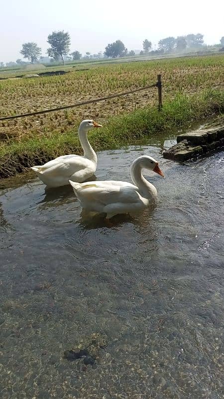 Big duck pair for sale very low price  03079062245 8