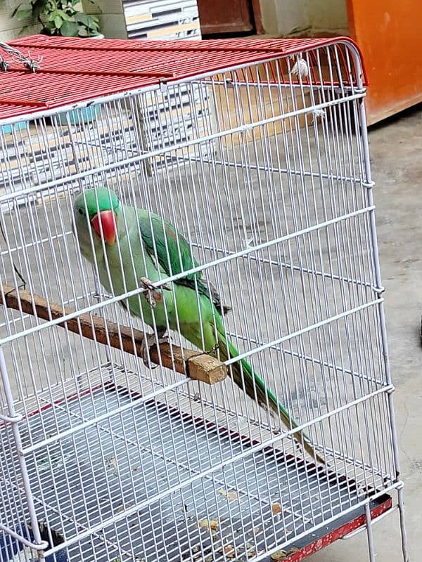 Kashmari Raw Perrot 0