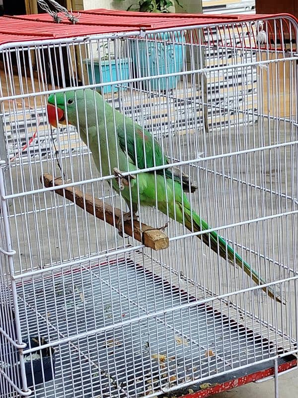 Kashmari Raw Perrot 1