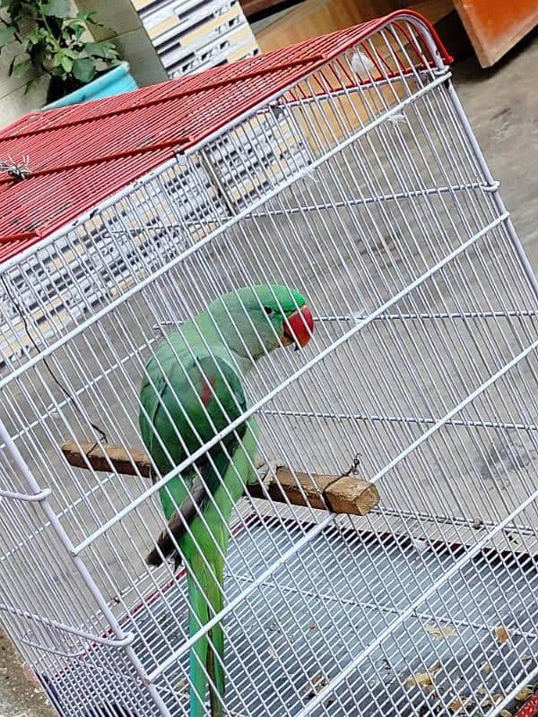 Kashmari Raw Perrot 2