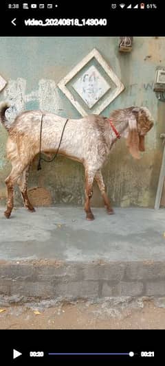 Makhi Cheena Bakra