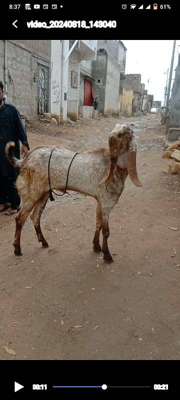 Makhi Cheena Bakra 1