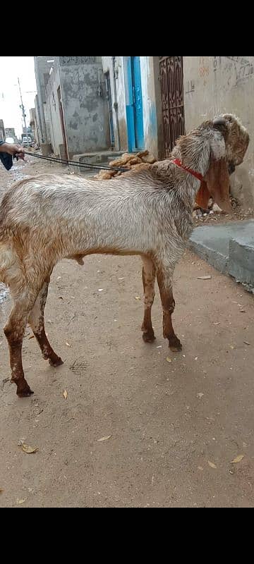 Makhi Cheena Bakra 2