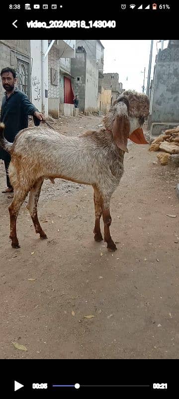 Makhi Cheena Bakra 3