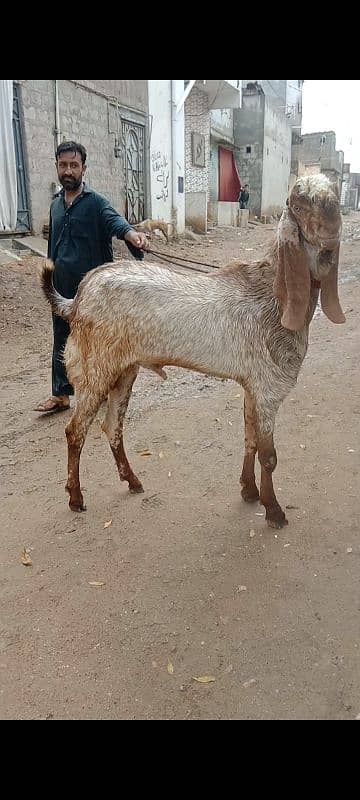 Makhi Cheena Bakra 4