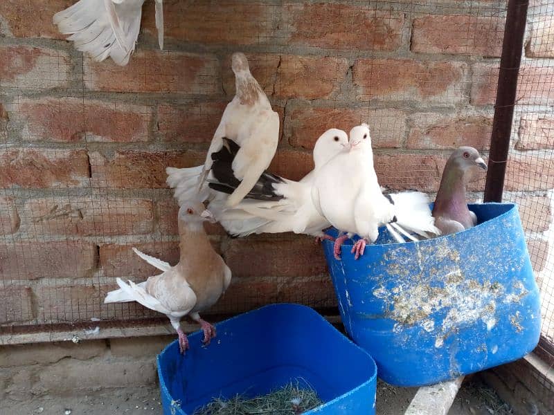 quality birds for sale 13