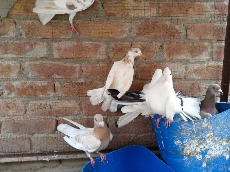 quality birds for sale 15