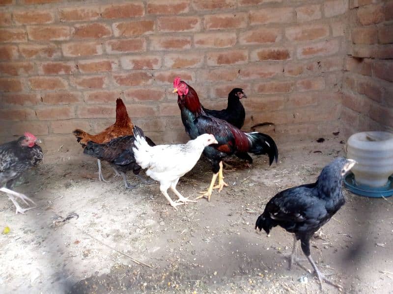 quality birds for sale 17