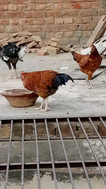 quality birds for sale 19