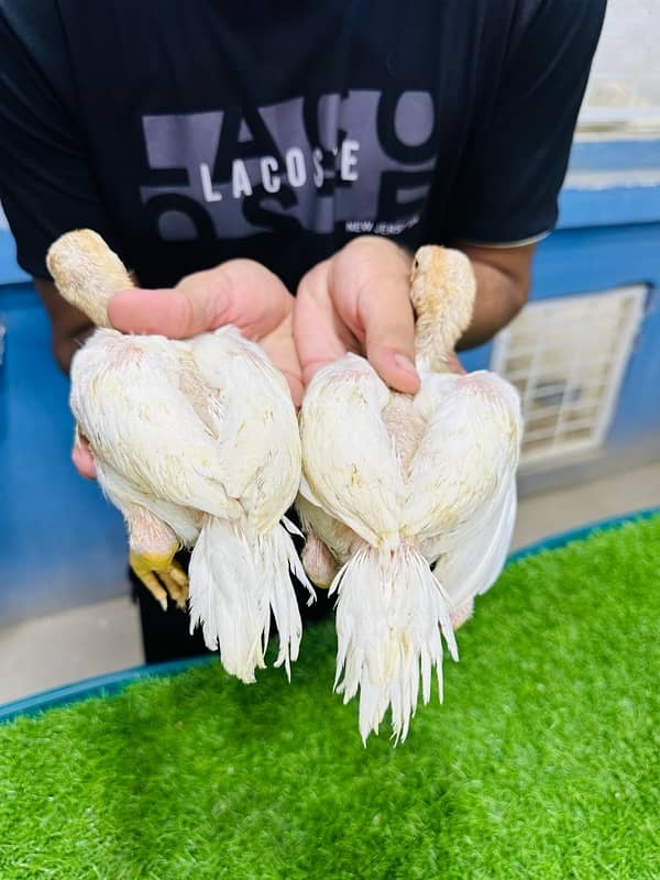 indian parrot beak white chicks 1