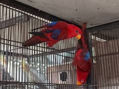 Red Moluccan Lory for sale 0