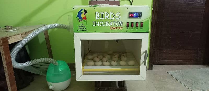 PVC body Brooder 5