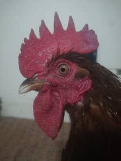 2 Desi Murga For Sale Rooster