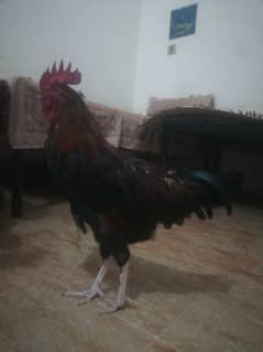 2 Desi Murga For Sale Rooster