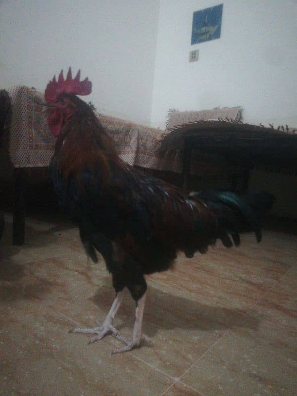 2 Desi Murga For Sale Rooster 0