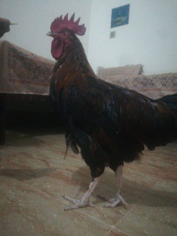 2 Desi Murga For Sale Rooster 1