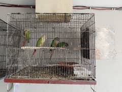 breeder pair