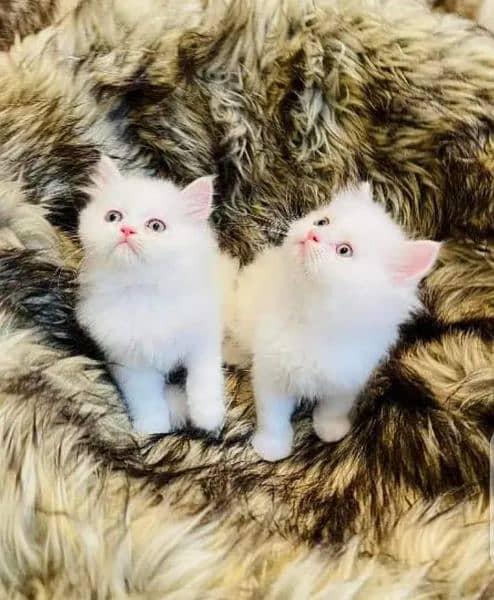 persian cat for sale 2 month age whatsapp number 03417057463 0