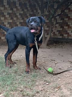 rottweiler