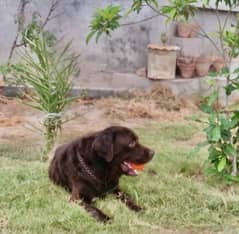 urgent sale chocolate labrador male for sale