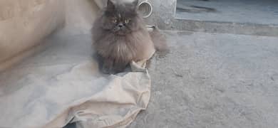 persian Cat Male female 0