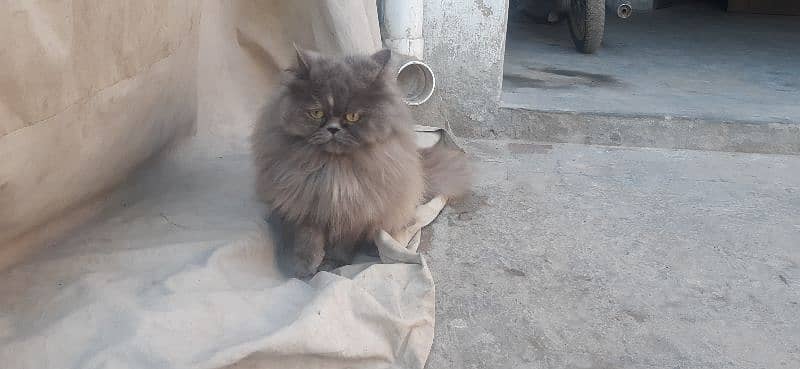 persian Cat Male female 1