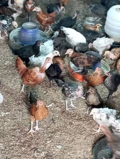 60 days old desi chicks/golden misri chicks/ desi choose/ desi hens ri