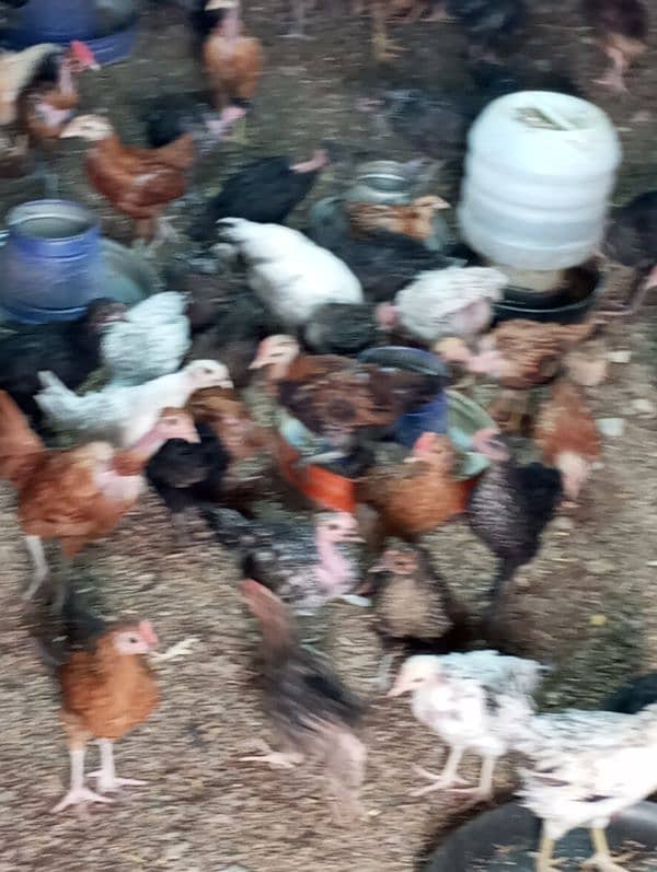 60 days old desi chicks/golden misri chicks/ desi choose/ desi hens ri 10