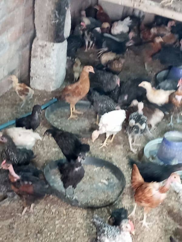 60 days old desi chicks/golden misri chicks/ desi choose/ desi hens ri 12