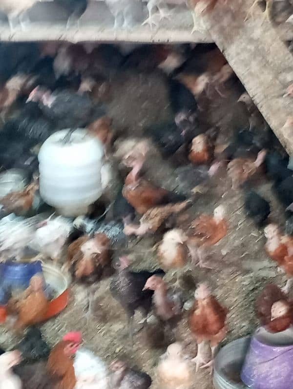 60 days old desi chicks/golden misri chicks/ desi choose/ desi hens ri 15