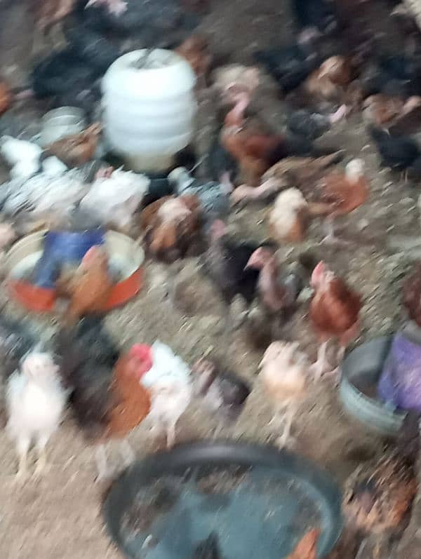 60 days old desi chicks/golden misri chicks/ desi choose/ desi hens ri 17