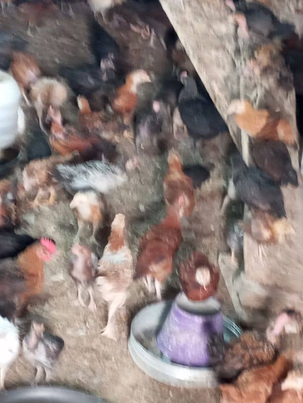 60 days old desi chicks/golden misri chicks/ desi choose/ desi hens ri 19