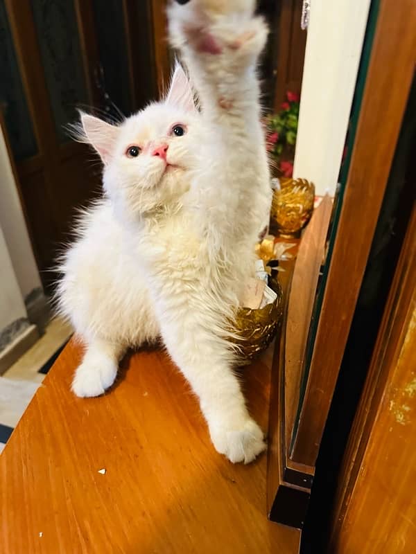 Persian furry kitten 0